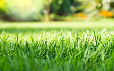 Tonte de pelouse Bretenoux : Quels équipements sont utilisés par un professionnel pour une Tonte de pelouse?