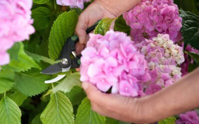 Comment se déroule un Élagage Bretenoux sur un arbre proche d’une habitation ?