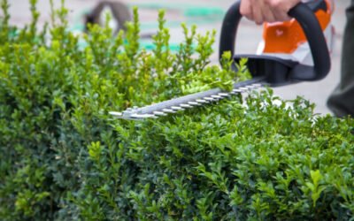 Une Taille de haies Bretenoux améliore-t-elle la longévité des haies ?