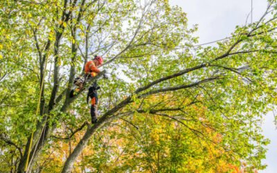 Élagage arbre Bretenoux : Quelle est la différence entre un entretien classique et un Élagage arbre technique ?