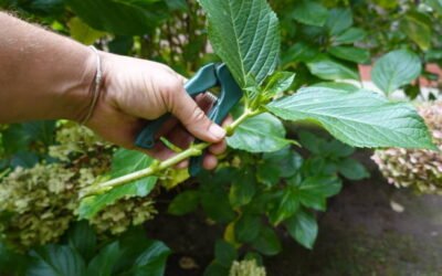 Quelles techniques sont utilisées pour un Élagage Bretenoux en zone résidentielle ?