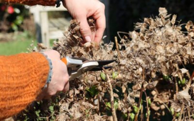 Combien de temps dure un Élagage arbre Bretenoux pour un arbre adulte ?