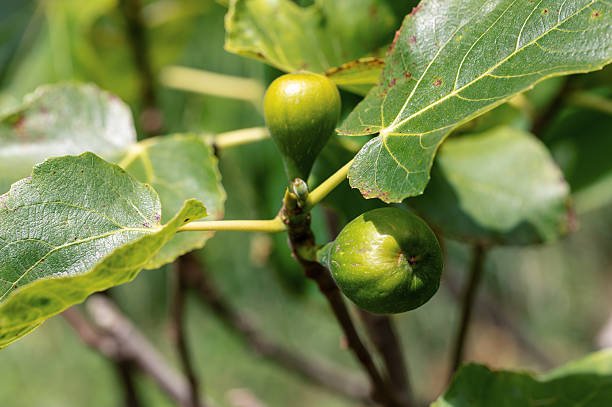 Combien de temps dure un Élagage Bretenoux pour un arbre adulte ?