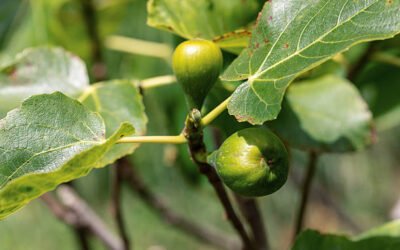 Un Élagage Bretenoux inclut-il le ramassage et l’évacuation des branches coupées ?