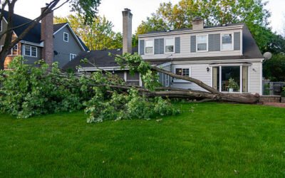 Comment se déroule un abattage abre à bretenoux près d’une habitation ?