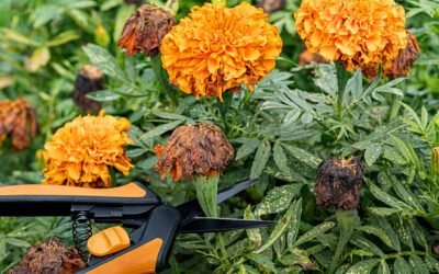 Un Élagage arbre Bretenoux est-il nécessaire après une tempête ou de fortes rafales ?