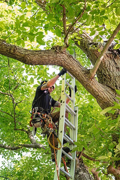 Peut-on demander un Élagage arbre Bretenoux en urgence pour un arbre dangereux ?