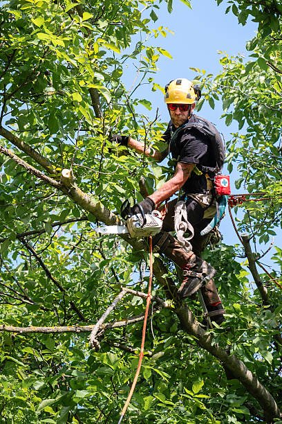 Quels équipements sont utilisés pour garantir un Élagage arbre Bretenoux en toute sécurité ?