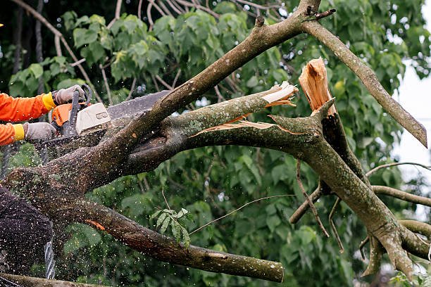 Quel matériel est indispensable pour un abattage abre à bretenoux en toute sécurité ?