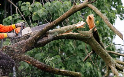 Un Élagage arbre Bretenoux inclut-il l’évacuation des branches et déchets verts ?