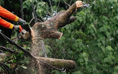 Le démontage est-il obligatoire pour un abattage abre à bretenoux dans un espace restreint ?