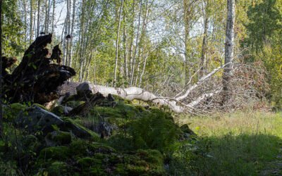 Abattage abre à bretenoux : Existe-t-il des contraintes de terrain spécifiques pour un abattage abre?
