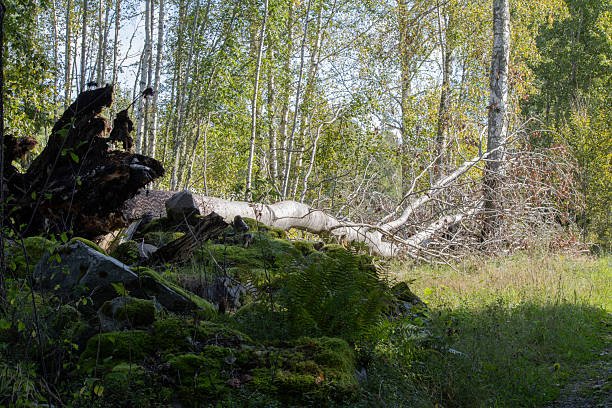 abattage abre à bretenoux 