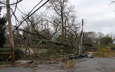Le abattage abre à bretenoux est-il plus complexe en centre-ville qu’en périphérie ?