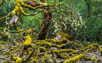 Quel est le prix moyen d’un abattage abre à bretenoux par un professionnel ?