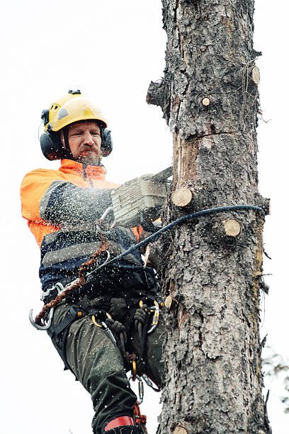 Comment obtenir un devis fiable pour un abattage abre à bretenoux ?