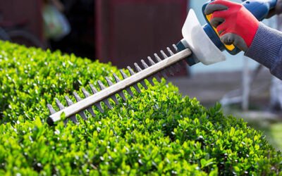 Comment choisir un professionnel qualifié pour une Taille de haies Bretenoux ?