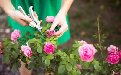 Pourquoi faire appel à un professionnel pour un Élagage Bretenoux plutôt que de tailler soi-même ?